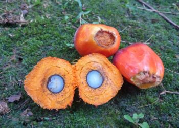 WTO to review EU’s palm oil ban