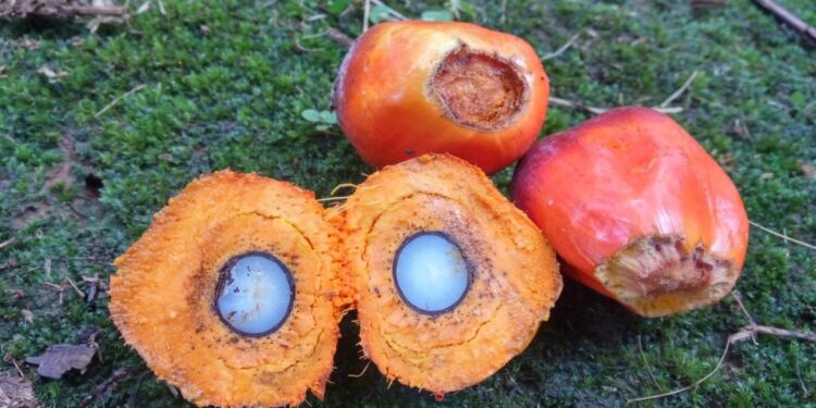 WTO to review EU’s palm oil ban