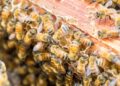 Microplastics found on honeybees could be useful pollution monitor