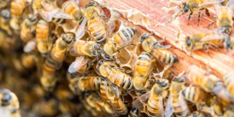 Microplastics found on honeybees could be useful pollution monitor