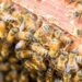 Microplastics found on honeybees could be useful pollution monitor