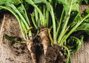 Sugar beets could be Scotland’s biofuel of the future