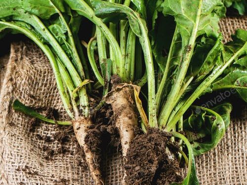 Sugar beets could be Scotland’s biofuel of the future