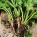 Sugar beets could be Scotland’s biofuel of the future