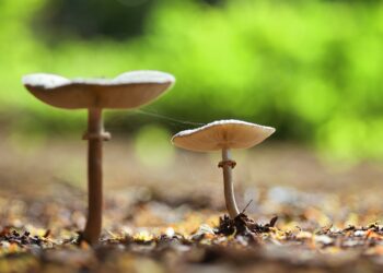 Mushrooms as biofuel – Colombia’s untapped resource