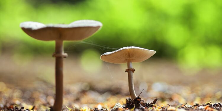 Mushrooms as biofuel – Colombia’s untapped resource