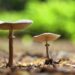 Mushrooms as biofuel – Colombia’s untapped resource