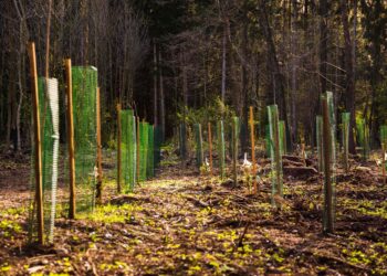 New partnership uses blockchain to track biofuel-producing trees