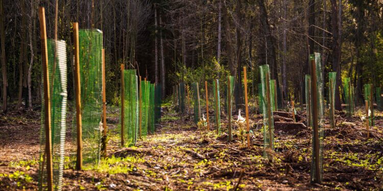 New partnership uses blockchain to track biofuel-producing trees