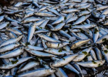 The Future of Fisheries