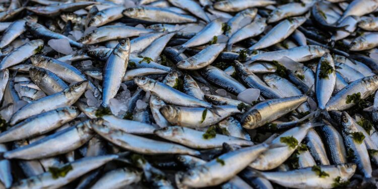 The Future of Fisheries