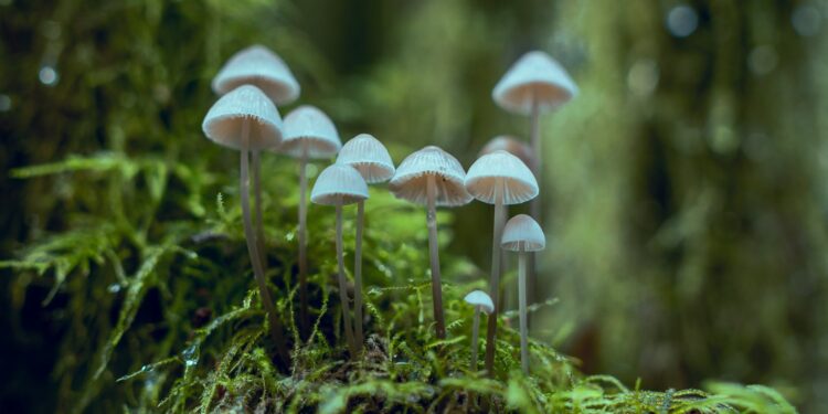 The Mycelium Wonder