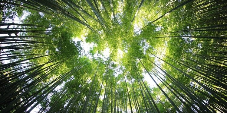 China’s forestry commitment