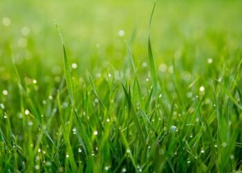 Danish researchers develop plastic alternative from grass fibres