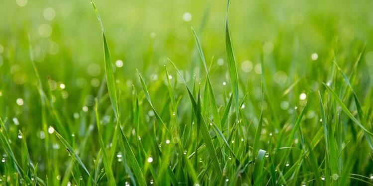 Danish researchers develop plastic alternative from grass fibres