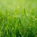 Danish researchers develop plastic alternative from grass fibres