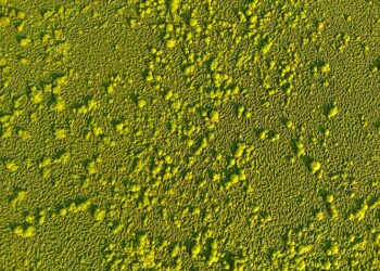 A New Milk: Microalgae