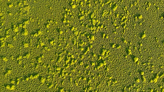 A New Milk: Microalgae