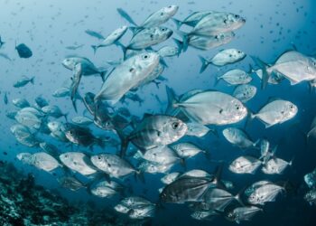 Timber-based protein to create sustainable fish feed