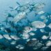 Timber-based protein to create sustainable fish feed
